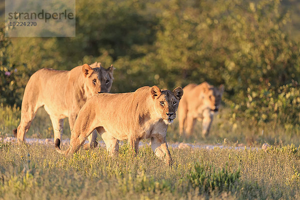 Namibia  Etosha Nationalpark  Löwengruppe