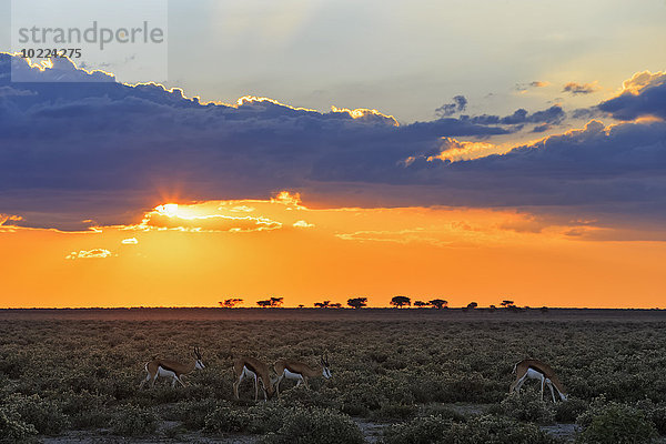 Namibia  Etosha Nationalpark  Springböcke bei Sonnenuntergang