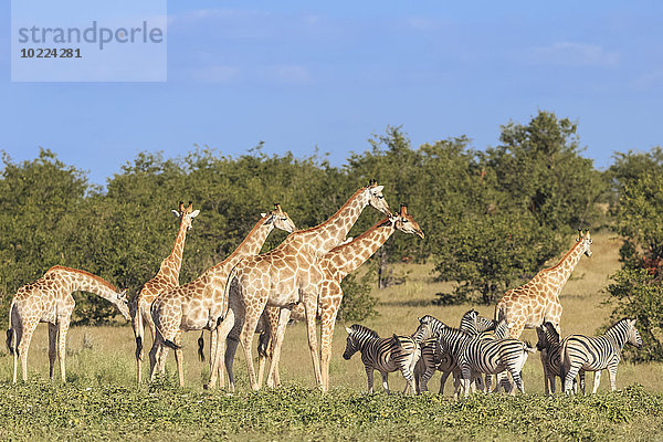 Namibia  Etosha Nationalpark  Giraffen und Steppenzebras