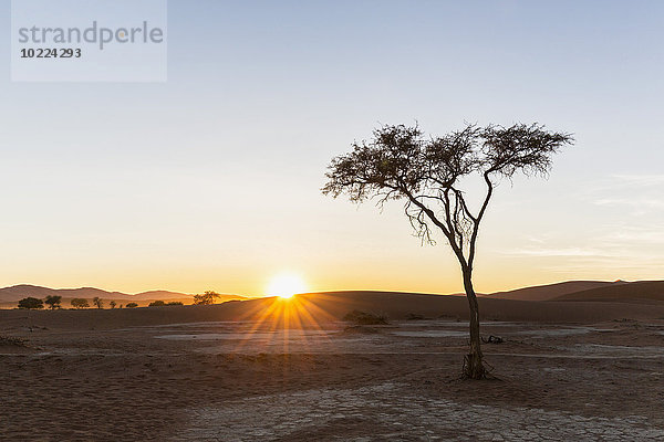 Afrika  Namibia  Namib Wüste  Blick auf Wüstendünen und Akazie bei Sonnenaufgang  Namib-Naukluft Nationalpark