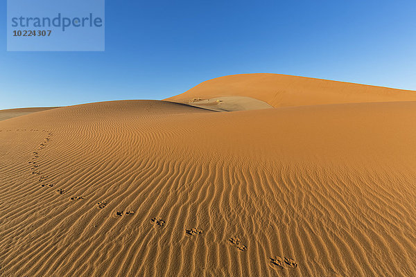 Namibia  Namib Wüste  Namib Naukluft Nationalpark  Spuren von Gemsbock im Sand einer Düne