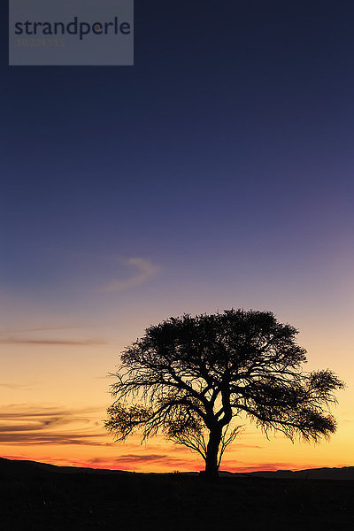 Namibia  Namib Wüste  Namib Naukluft Nationalpark  Akazie bei Sonnenuntergang