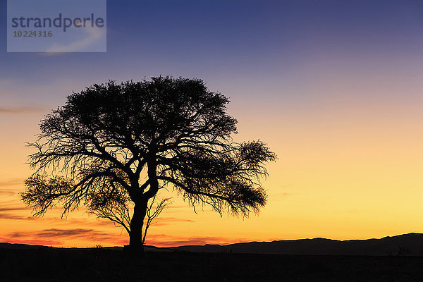 Namibia  Namib Wüste  Namib Naukluft Nationalpark  Akazie bei Sonnenuntergang