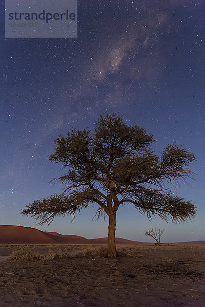 Namibia  Namib Wüste  Namib Naukluft Nationalpark  Akazie vor Sternenhimmel
