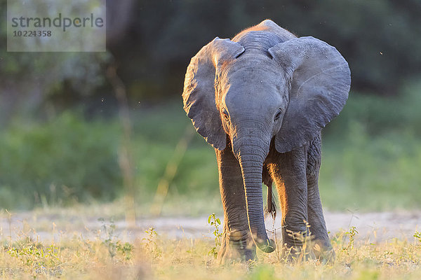 Afrika  Simbabwe  Mana Pools Nationalpark  Elefantenbaby