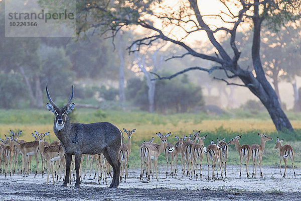 Simbabwe  Urungwe District  Mana Pools Nationalpark  Wasserziege und Impalasherde