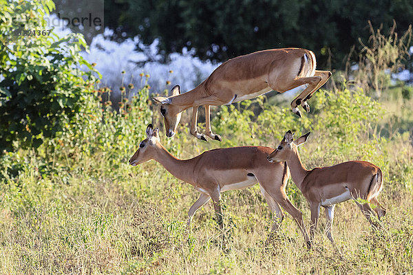 Simbabwe  Urungwe District  Mana Pools Nationalpark  drei Impalas