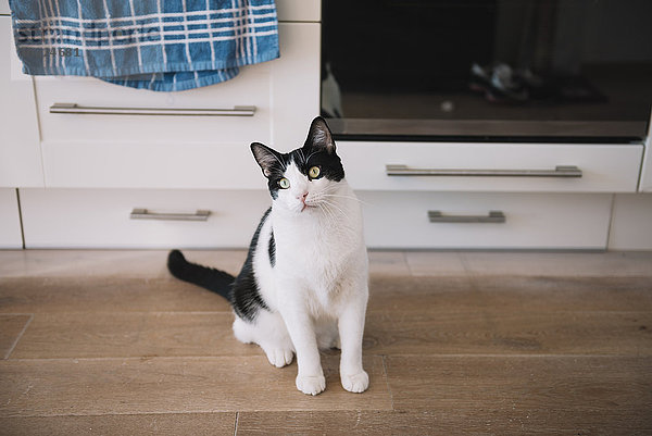 Schwarze und weiße Katze sitzt auf dem Küchenboden und wartet auf Futter.