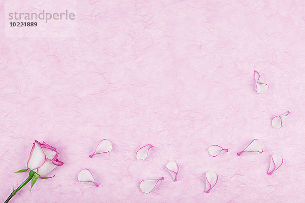 Rosa Pedale auf rosa Seidenpapier  Kopierraum