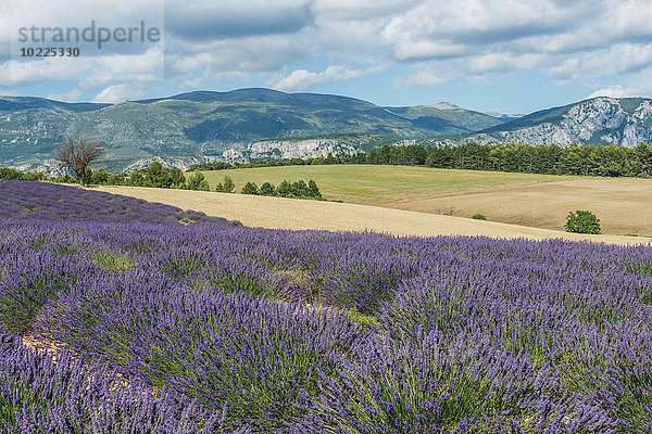 Frankreich  Alpes-de-Haute-Provence  Landschaft  Lavendelfeld und Berge