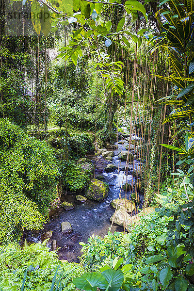 Indonesien  Bali  Fluss im Dschungel