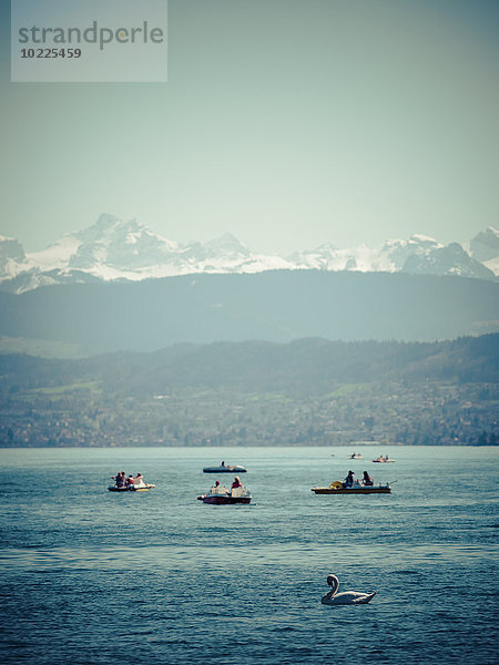 Schweiz  Zürich  Zürichsee mit Booten und Schwan  Alpen im Hintergrund