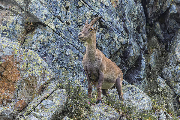 Schweiz  Lac de Cheserys  Alpensteinbock auf einem Felsen