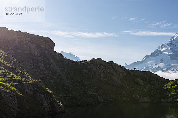 Frankreich  Mont Blanc  Cheserysee  Alpensteinbock auf dem Bergrücken