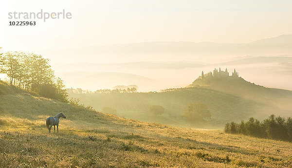 Italien  Toskana  San Quirico d'Orcia  Blick auf hügelige Landschaft im Morgennebel