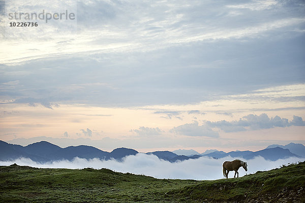 Österreich  Kranzhorn  Pferd auf der Alm