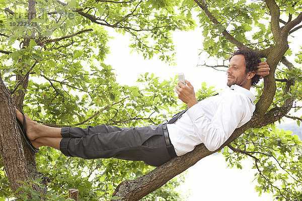 Deutschland  entspannter Geschäftsmann im Baum liegend mit Blick aufs Handy