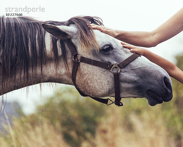 Hände der Frau und des kleinen Mädchens streichelndes Pferd