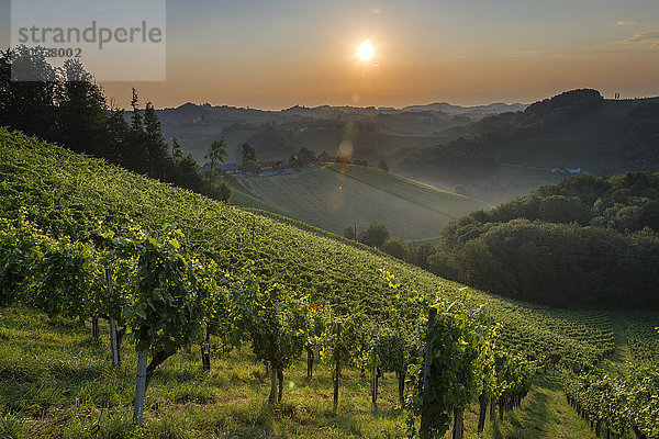 Österreich  Steiermark  Sonnenuntergang über Weinberg