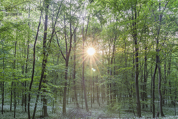 Deutschland  Wolfenbüttel  blühender Bärlauch im Naturpark Elm am Abend