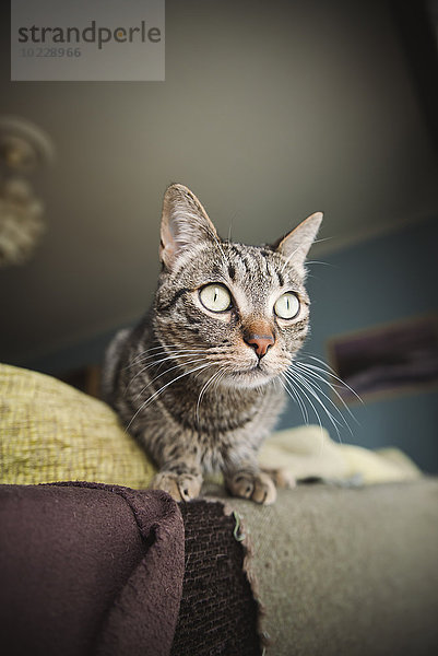 Portrait der Katze auf der Rückenlehne einer Couch