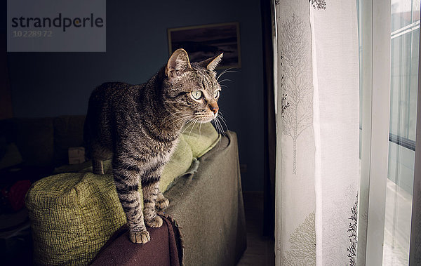 Tabby Katze auf der Rückenlehne der Couch stehend durchs Fenster schauend