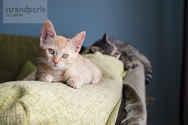 Zwei Katzen auf der Rückenlehne einer Couch liegend