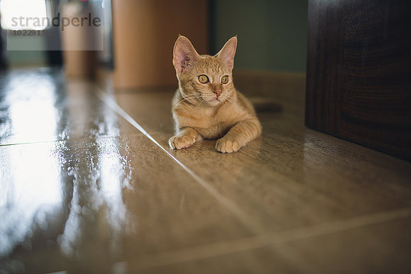 Portrait des auf dem Boden liegenden Kätzchens