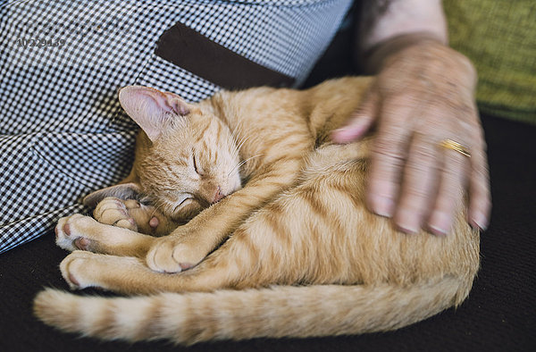 Seniorin streichelt schlafendes Tabby-Kätzchen auf der Couch