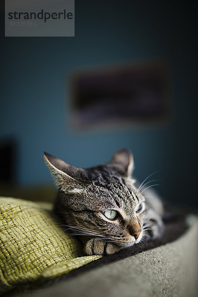 Tabby Katze ruht auf einer Couch  Katze ist wachsam und hat Ohren zurück