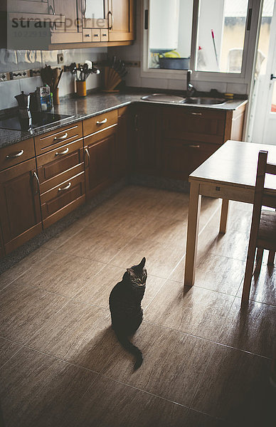 Tabby Katze sitzend auf dem Küchenboden