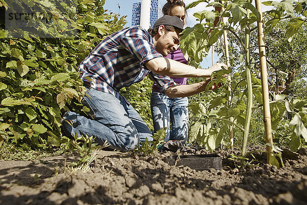 Glückliches Paar bei der Gartenarbeit an der Tomatenpflanze