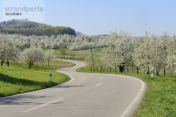 Deutschland  Schwarzwald  Landstraße durch blühende Kirschbäume im Frühjahr