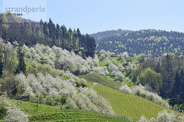 Deutschland  Schwarzwald  blühender Kirschbaumgarten im Frühjahr mit Hügeln im Hintergrund