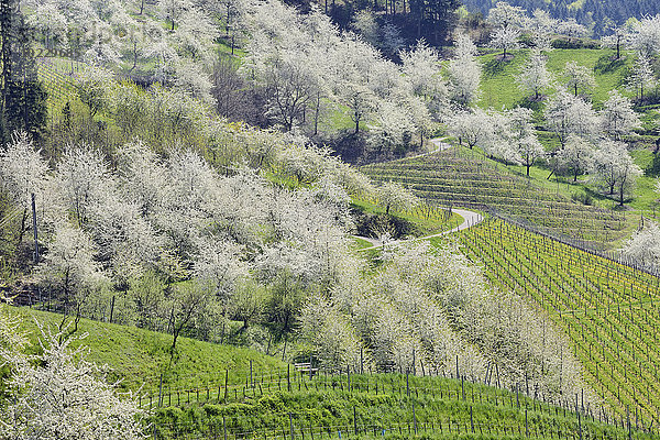 Deutschland  Schwarzwald  blühender Kirschbaumgarten im Frühjahr mit Hügeln im Hintergrund
