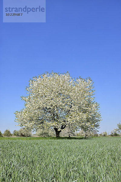 Deutschland  Schwarzwald  blühender Kirschbaum auf einer Wiese im Frühjahr