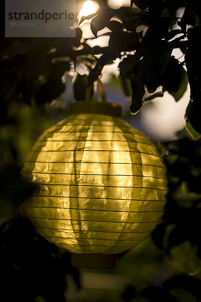 Lampion  der in der Abenddämmerung in einem Baum hängt.