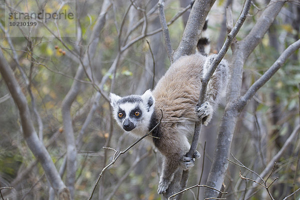 Madagaskar  Lemur beim Klettern am Baum im Anja Reservat