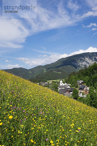 Österreich  Niederösterreich  Mostviertel  Eisenwurzen  Goestling  Blumenwiese in Lassing