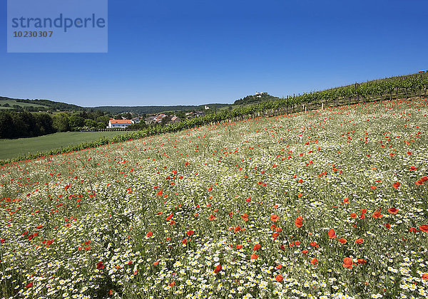 Österreich  Niederösterreich  Weinviertel  Falkenstein  Blick auf Burg Falkenstein  Blumenwiese mit Mohn und Margeriten