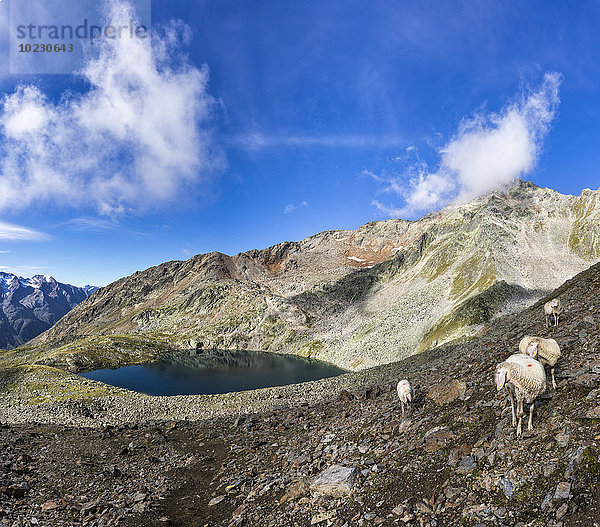 Österreich  Tirol  Ötztal  Gaislachkogel  Schafe am Gaislacher See