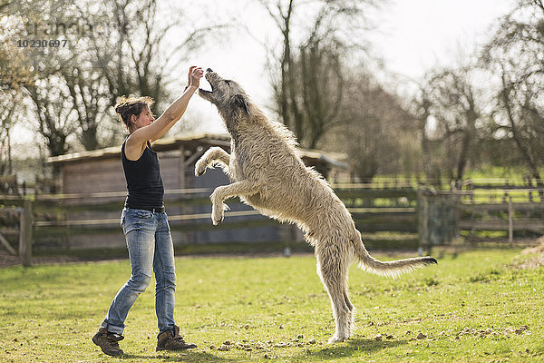 Frau trainiert Irish Wolfhound auf einer Wiese