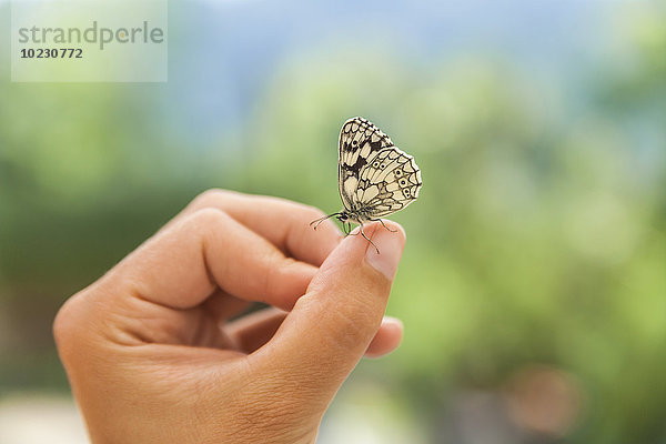Schmetterling auf Frauenhand
