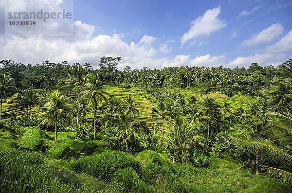 Indonesien  Bali  Ubud  Reisfeld bei Tegalalalang