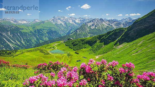 Deutschland  Bayern  Allgäuer Alpen  Fellhorn  Blick auf den Schlappolter See  Alpenrosen im Vordergrund