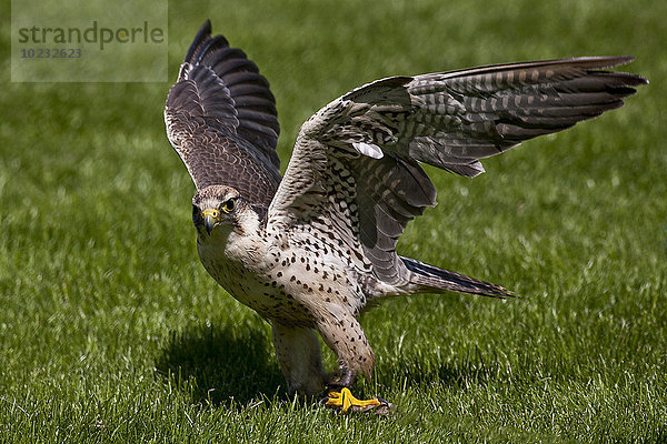Lannerfalke  Falco biarmicus  ausgebreitete Flügel