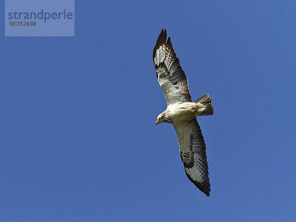 Bussard im Flug