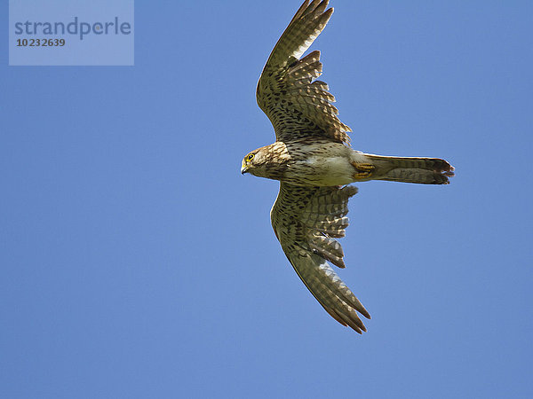 Sperber im Flug