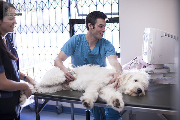 Tierarzt und Assistent bei der Sonographie eines Hundes