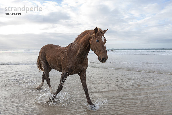 Braunes Pferd am Strand